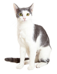 Happy Grey and White Shorthair Cat Sitting