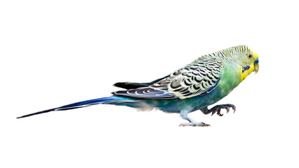 Pet Parakeet Bird