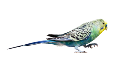 Pet Parakeet Bird
