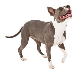 Pit Bull Dog Walking Looking Up