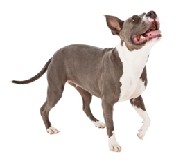 Pit Bull Dog Walking Looking Up