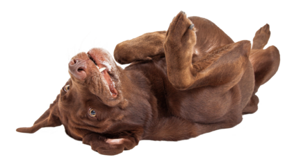 Labrador Dog Laying on Back  