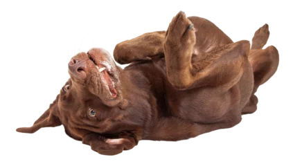 Wandcirkels plexiglas Labrador Dog Laying on Back   © adogslifephoto