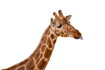 Funny Giraffe Sticking Out Tongue Closeup