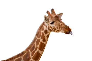 Fotobehang Funny Giraffe Sticking Out Tongue Closeup © adogslifephoto
