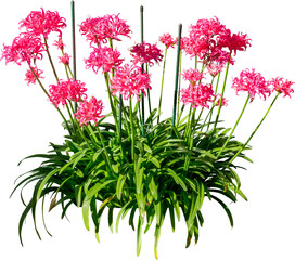 Pink Flower Plant Isolated