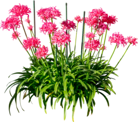 Pink Flower Plant Isolated