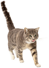 Hungry young grey tabby cat walking with tongue out  