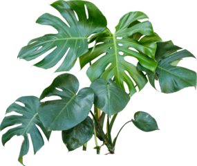 Monstera Jungle Plant Isolated