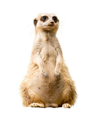 Meerkat Sitting Facing Forward