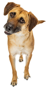 recommend clip art: Attentive Dog Head Cocked Looking Forward  