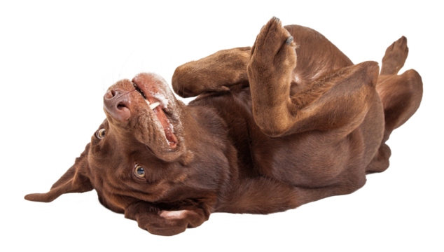 Labrador Dog Laying on Back  
