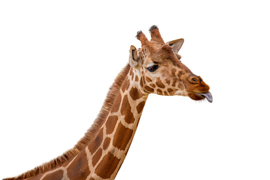 Fototapeta Funny Giraffe Sticking Out Tongue Closeup