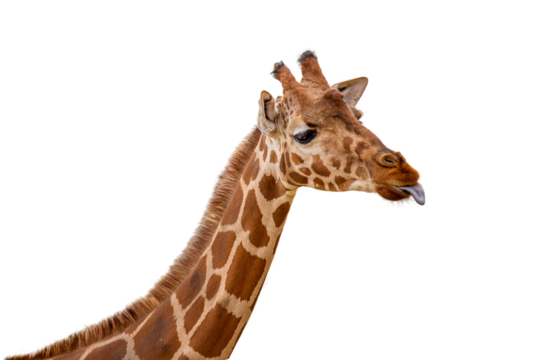 Funny Giraffe Sticking Out Tongue Closeup