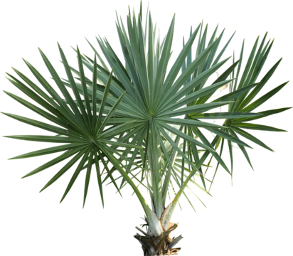 Palm Tree Close up Isolated