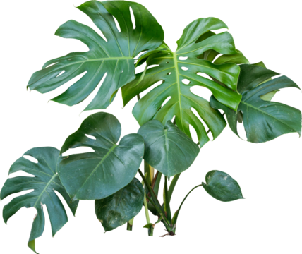 Monstera Jungle Plant Isolated