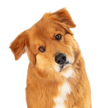 Large Brown Crossbreed Dog Tilting Head