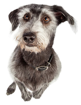 Mixed Terrier Breed Dog Begging  