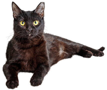 Black Cat Lying Down Looking at Camera  