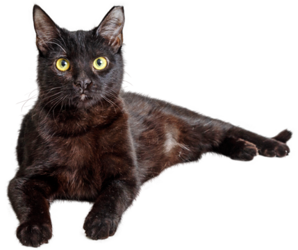 Black Cat Lying Down Looking at Camera  