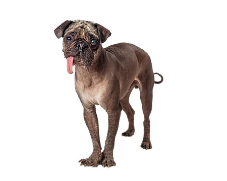 Funny Hairless Pug Dog Standing Looking Forward