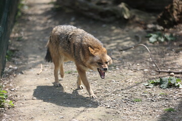 Pamhagen Goldschakal Schakal Zähne