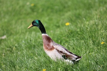  indische Laufente Wiese