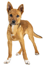 Yellow Crossbreed Puppy Standing Looking Forward  