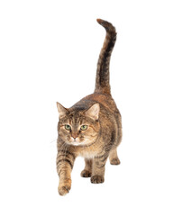 Tabby Cat Walking Forward Leg Extended