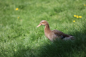  indische Laufente Wiese