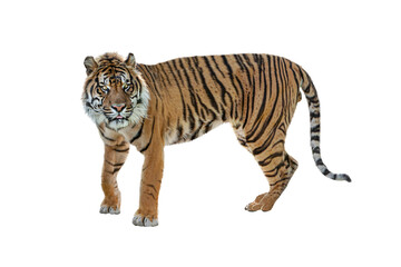 Sumatran Tiger