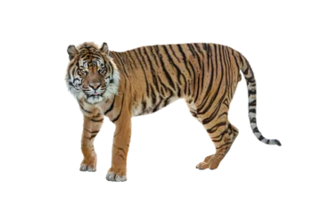 Sumatran Tiger