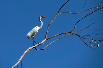 Egret (Ardea alba)