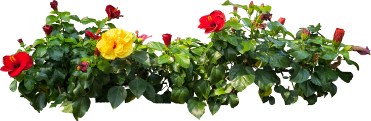 Flower Plant Isolated