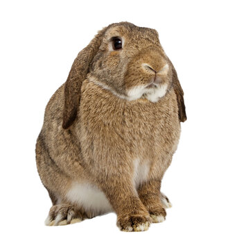 Brown lop earred rabbit sitting down