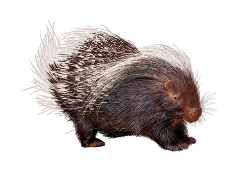 Fototapeta Porcupine Facing Side