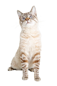 Pretty Cat Sitting Up Tall
