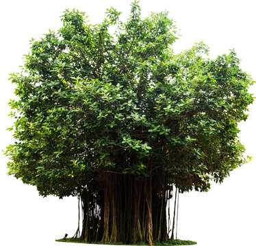 Banyan Tree Isolated