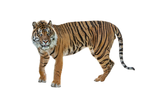 Sumatran Tiger
