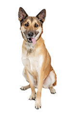 Friendly Happy Shepherd Crrossbreed Dog Sitting   © adogslifephoto