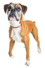 Excited Large Boxer Dog Looking Up