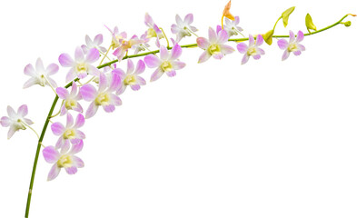 Purple Orchids Flowers Isolated