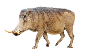 Warthog Facing Side