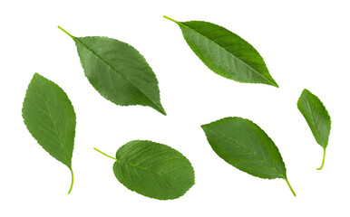 Cherry leaves set isolated on a white background. Green leaf. Top view.