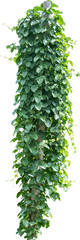 Ivy Plant Isolated