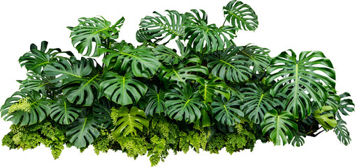 Monstera Jungle Plant Isolated - obrazy, fototapety, plakaty