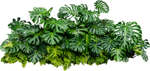 Monstera Jungle Plant Isolated