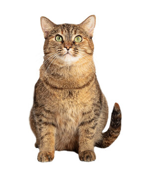 Large brown and black tabby cat sitting