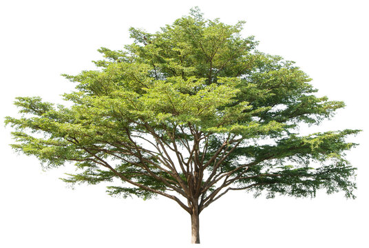 Terminalia Ivorensis Tree Isolated