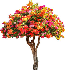 Bougainvillea Flower Tree Trim